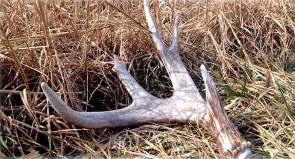 Featured image for “Collecting Shed Antlers Illegal at Bandelier and Valles Caldera”